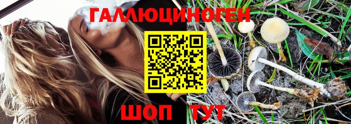 Галлюциногенные грибы Psilocybine cubensis Соликамск